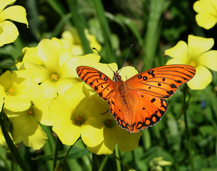 760px Gulf fritillary