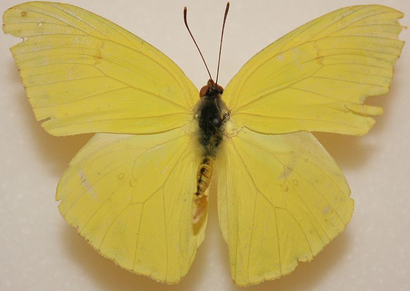 800px Male Cloudless Sulphur Megan McCarty97