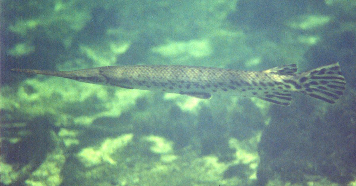 Longnose Gar