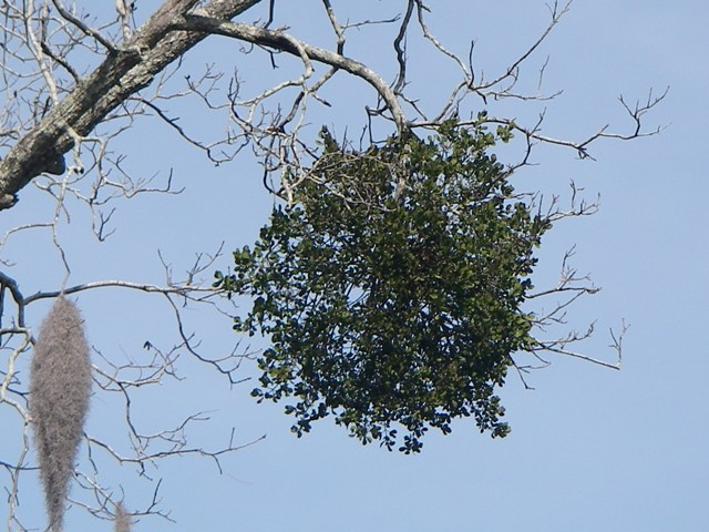 mistletoe on Spring Island 005