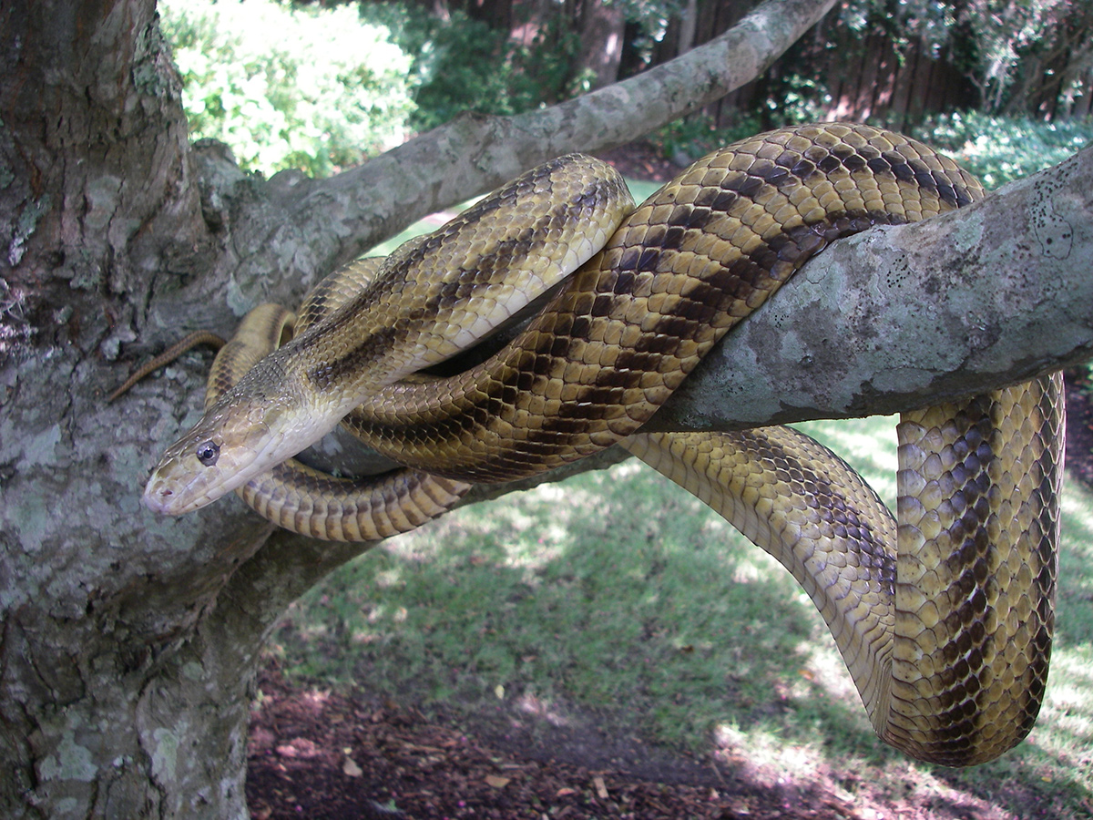 ratsnake1