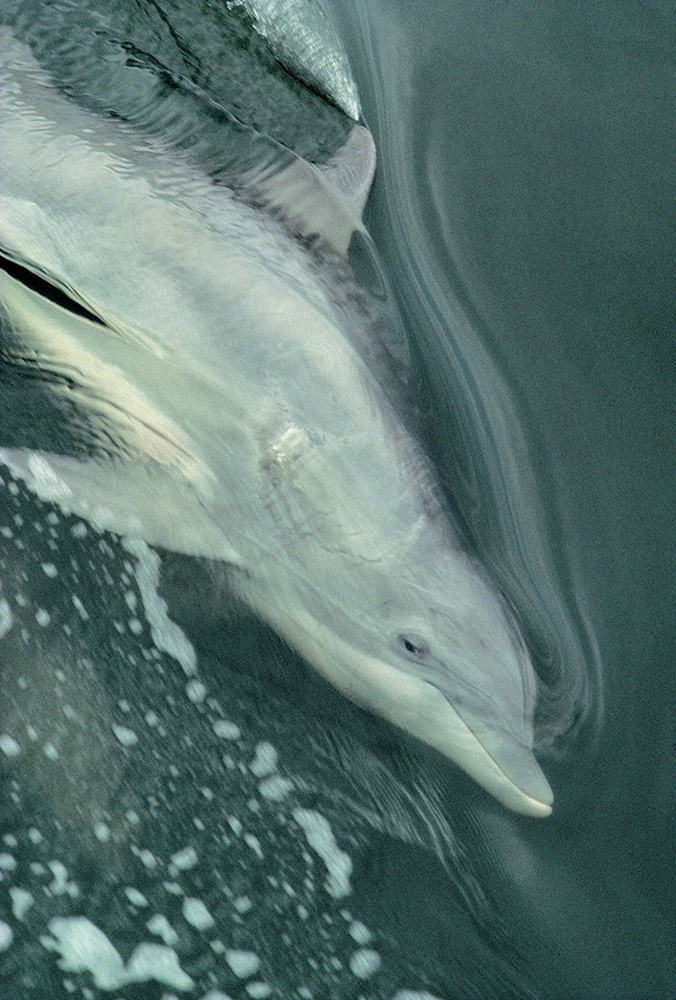 Dolphin Health and Environmental Risk Assessment